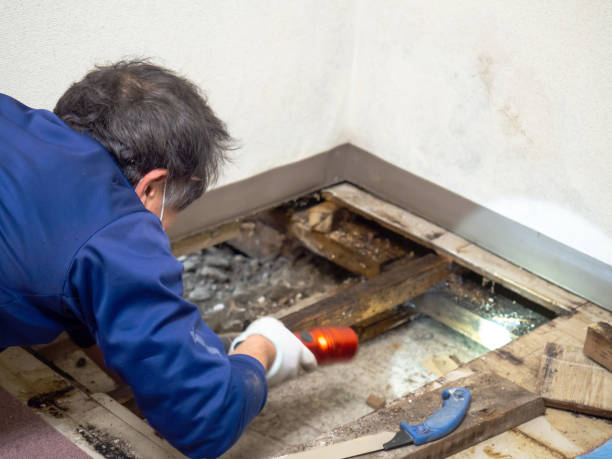 Best Mold Remediation Services  in Lakewood Park, FL