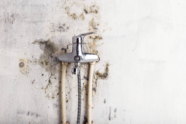 Home Mold Removal in Lakewood Park, FL