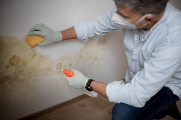 Best Residential Mold Removal  in Lakewood Park, FL