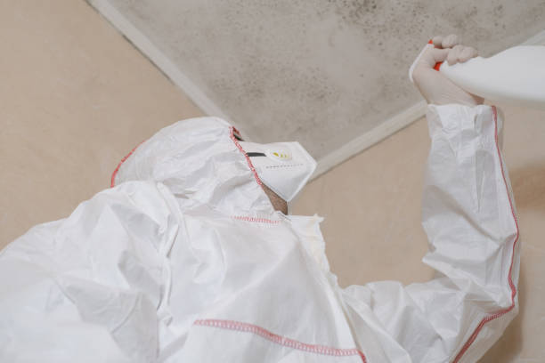 Best Same-Day Mold Removal  in Lakewood Park, FL