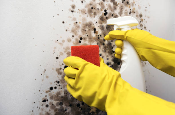 Best Commercial Mold Removal  in Lakewood Park, FL