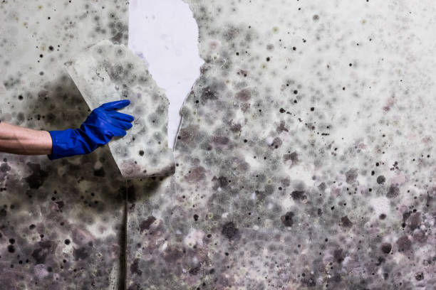 Best Black Mold Removal  in Lakewood Park, FL