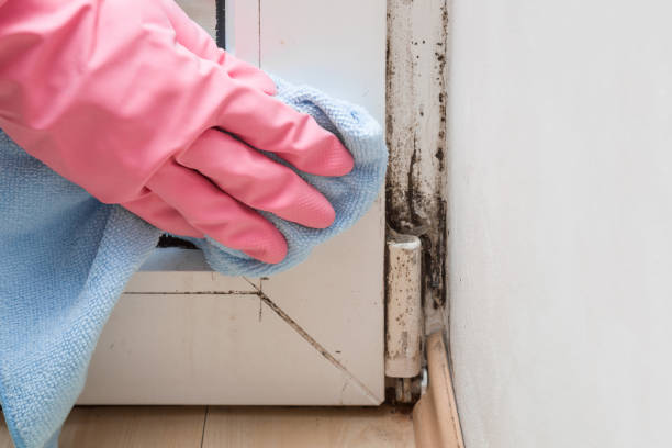 Best Same-Day Mold Removal  in Lakewood Park, FL